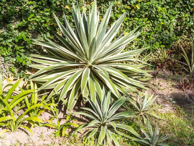 You are currently viewing Guide de division du yucca – Puis-je diviser les plantes de yucca