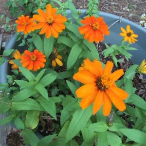 Lire la suite à propos de l’article Plantes de zinnia en pot : comment prendre soin des zinnias cultivés en pot