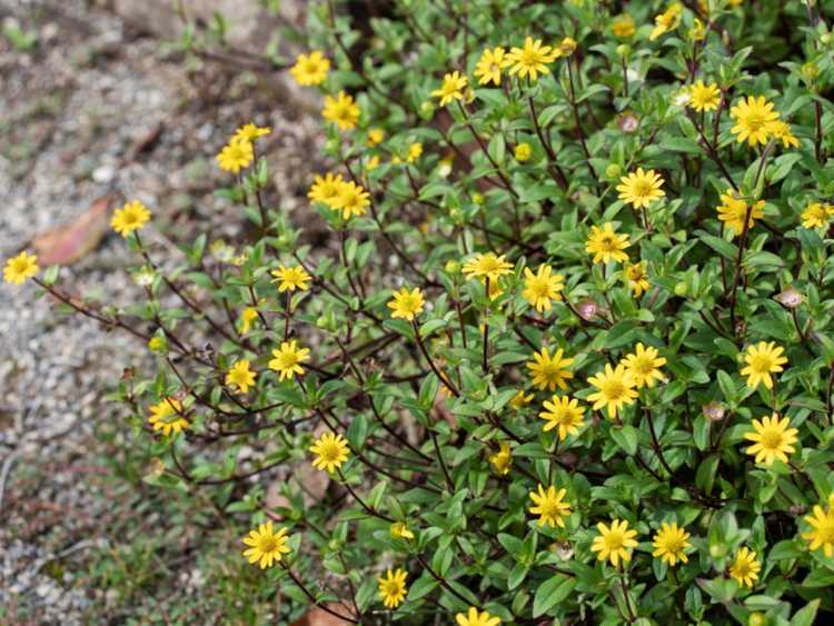 You are currently viewing Couvre-sol de Zinnia rampant : Cultiver des plantes de Zinnia rampantes