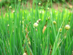 Lire la suite à propos de l’article Mes échalotes fleurissent : les plants d'échalotes boulonnées peuvent-ils être utilisés