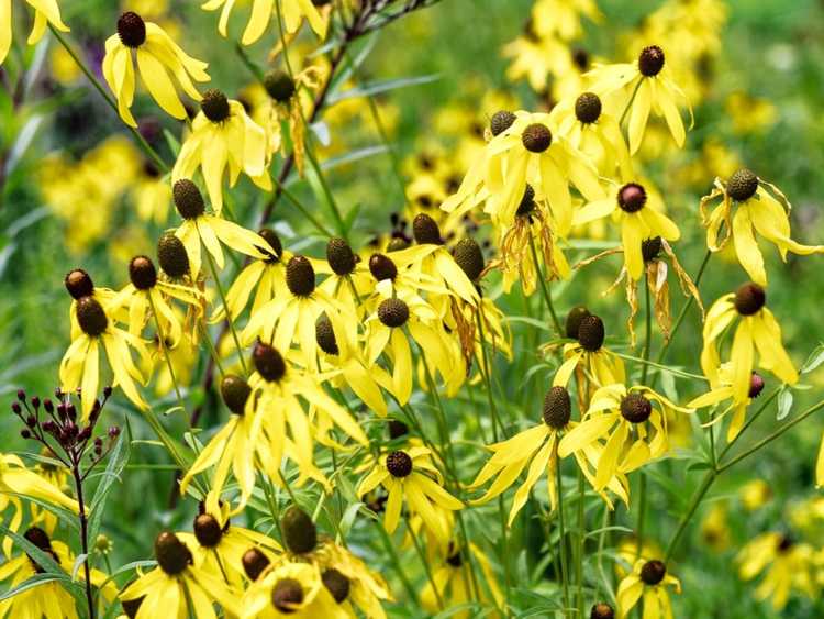 You are currently viewing Qu'est-ce qu'une plante d'échinacée à tête grise – Entretien des échinacées à tête grise