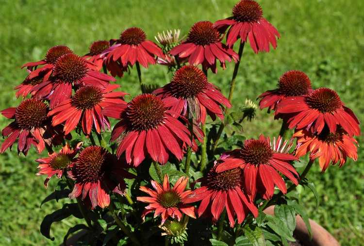 You are currently viewing Types d'échinacées – Découvrez les différents types de plantes d'échinacées