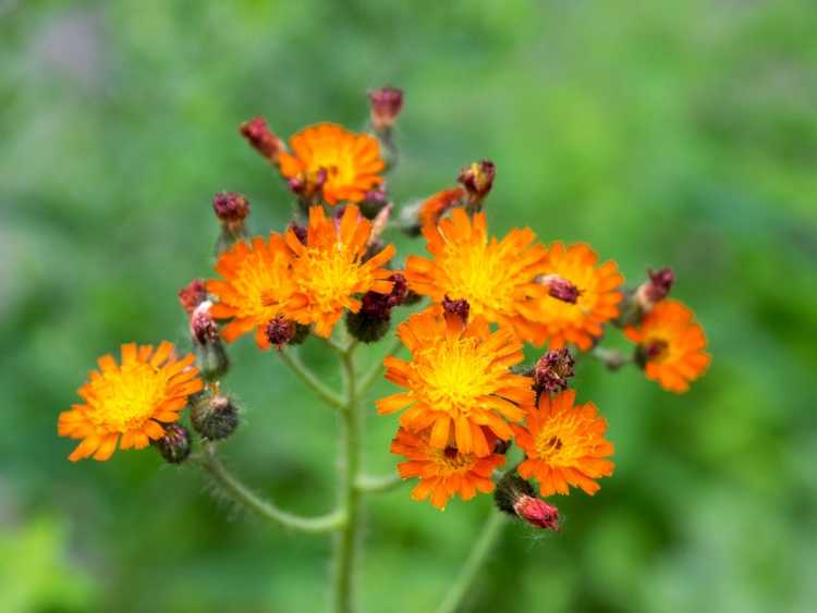 You are currently viewing Qu'est-ce que l'épervière : conseils pour contrôler les plantes d'épervière