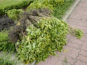 Lire la suite à propos de l’article Dommages causés aux plantes déracinées : gérer les plantes déracinées