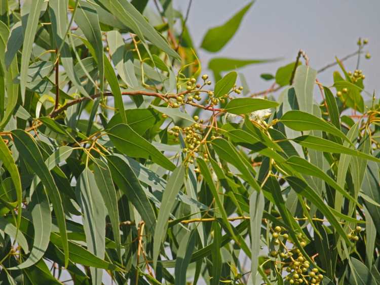 Lire la suite à propos de l’article Cultiver de l'eucalyptus citronné – Comment prendre soin de l'eucalyptus citronné