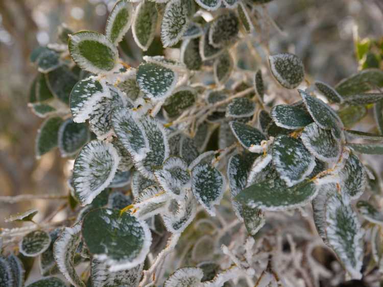 You are currently viewing Dommages causés par le froid de l'eucalyptus : les arbres d'eucalyptus peuvent-ils survivre aux températures froides