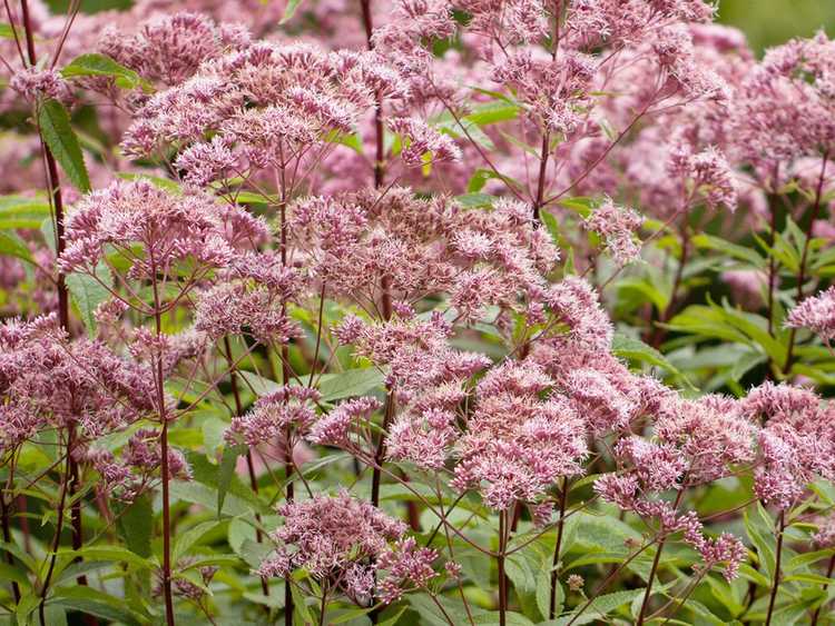 Lire la suite à propos de l’article Types d'Eupatorium : conseils pour distinguer les plantes d'Eupatorium