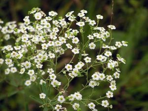 Lire la suite à propos de l’article Informations sur l'euphorbe fleurie – Apprenez à cultiver des plantes d'euphorbe fleurie