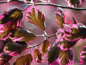 Lire la suite à propos de l’article 5 plantes roses uniques – Plantes d’extérieur au feuillage rose pour le jardin