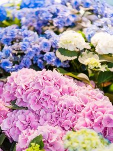 Lire la suite à propos de l’article Différents types d'hortensias – Découvrez les variétés courantes d'hortensias