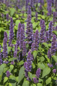 Lire la suite à propos de l’article Réduire l'anis hysope : comment et quand tailler l'agastache