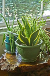 Lire la suite à propos de l’article Plantes d'intérieur faciles d'entretien : plantes d'intérieur difficiles à tuer