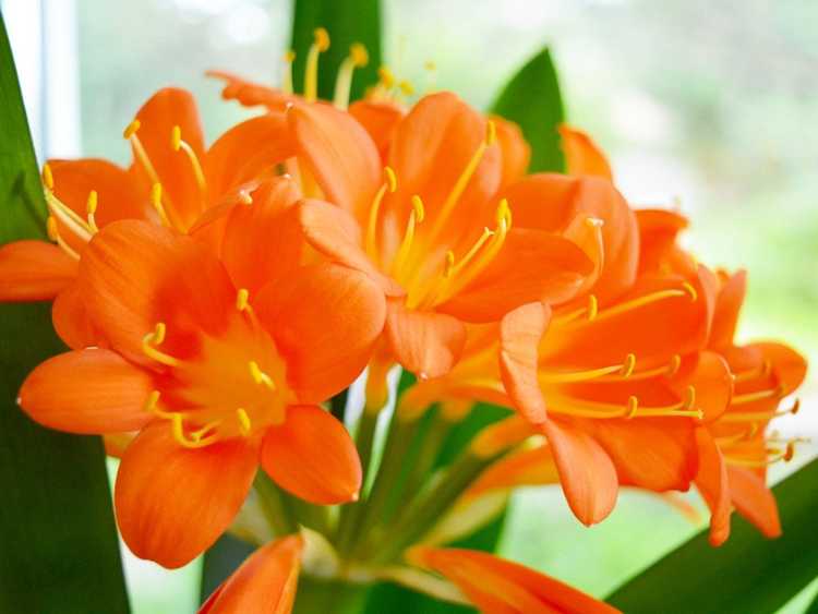 You are currently viewing Variétés de plantes d'intérieur à fleurs orange avec une touche tropicale