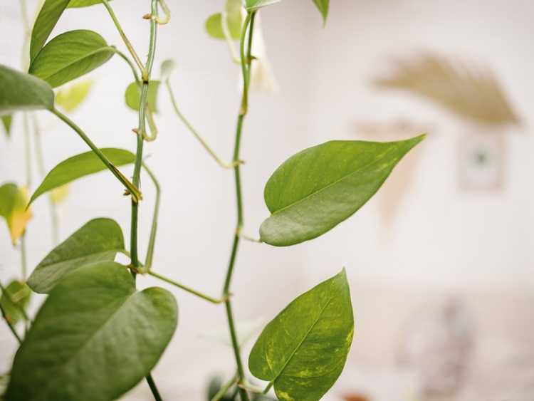 Lire la suite à propos de l’article Comment réparer les plantes d'intérieur aux longues jambes – Apprenez à tailler les plantes de vigne d'intérieur