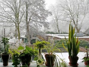 Lire la suite à propos de l’article Entretien des plantes d'intérieur en hiver – Préparer les plantes d'intérieur pour l'hiver