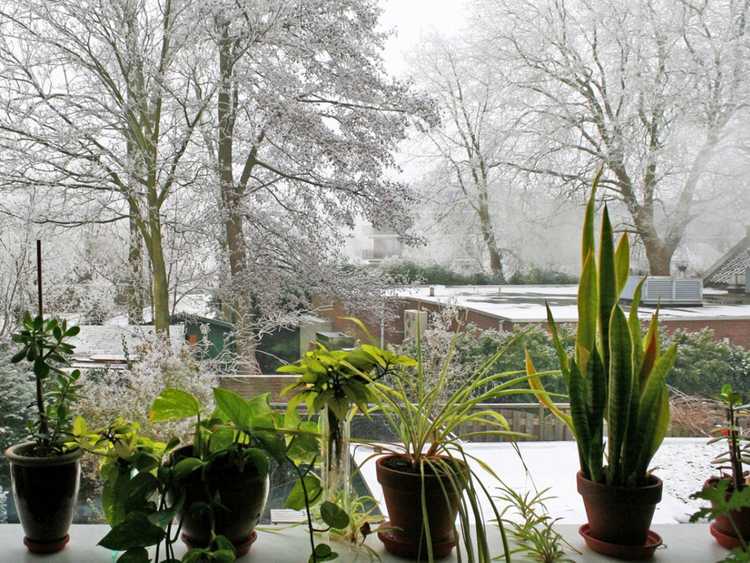 You are currently viewing Entretien des plantes d'intérieur en hiver – Préparer les plantes d'intérieur pour l'hiver