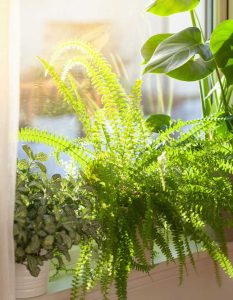 Lire la suite à propos de l’article Placement des plantes d'intérieur – Plantes d'intérieur et où les mettre