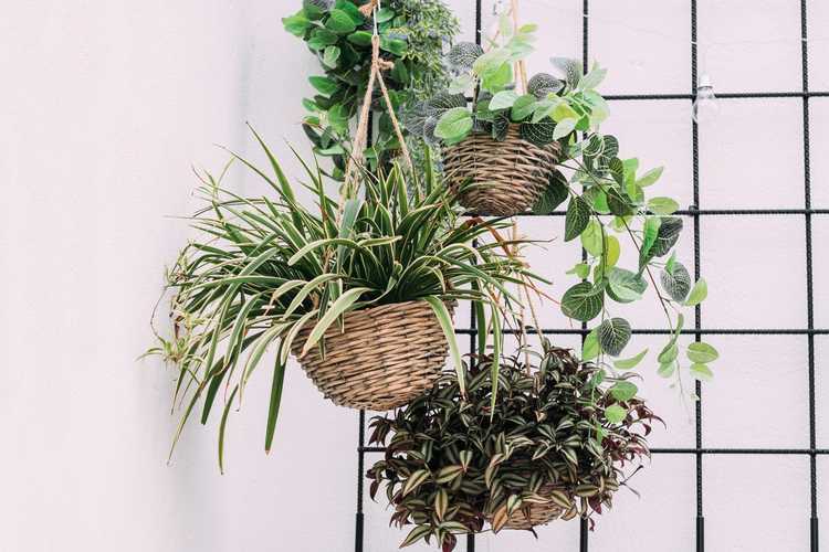 You are currently viewing Comment afficher les plantes d'intérieur : des idées astucieuses pour organiser les plantes d'intérieur