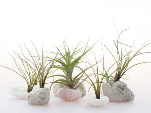 Lire la suite à propos de l’article Plantes d'intérieur en pierre de lave : Conseils pour faire pousser des plantes dans la roche de lave