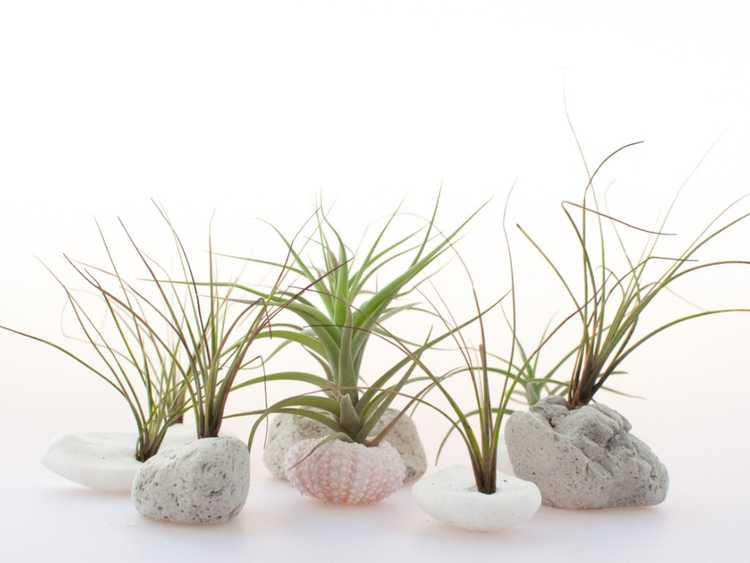 You are currently viewing Plantes d'intérieur en pierre de lave : Conseils pour faire pousser des plantes dans la roche de lave