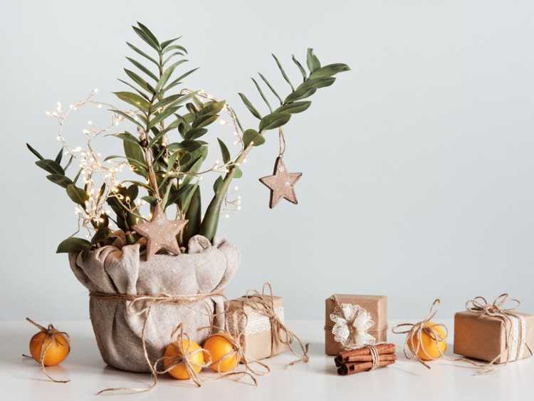 You are currently viewing Meilleures plantes d'intérieur et plantes de Noël pour les vacances d'hiver