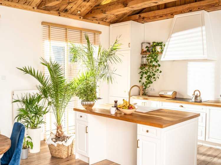 You are currently viewing Top 10 des plantes d’intérieur pour la cuisine – Cultiver des plantes dans la cuisine