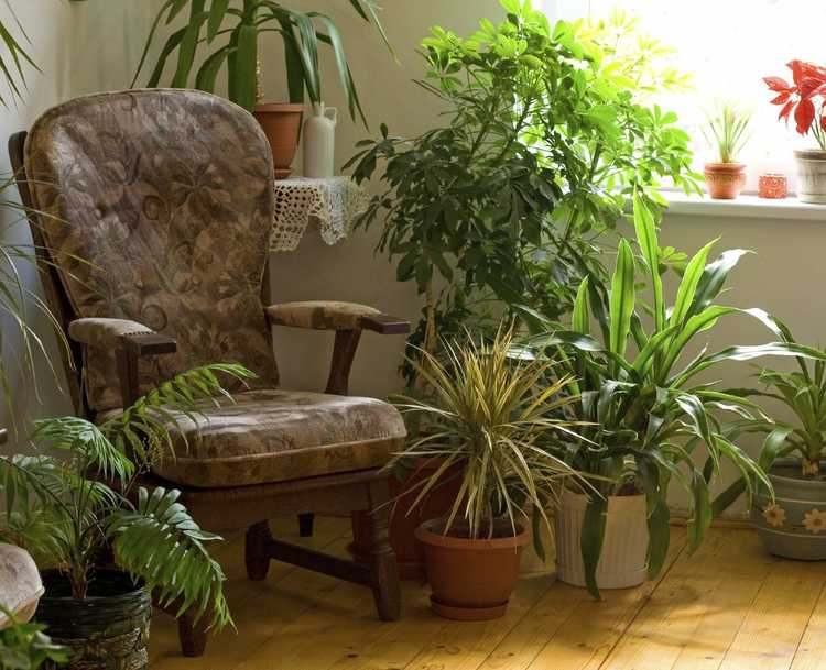Lire la suite à propos de l’article Plantes d'intérieur saines : comment éviter les problèmes de santé des plantes d'intérieur