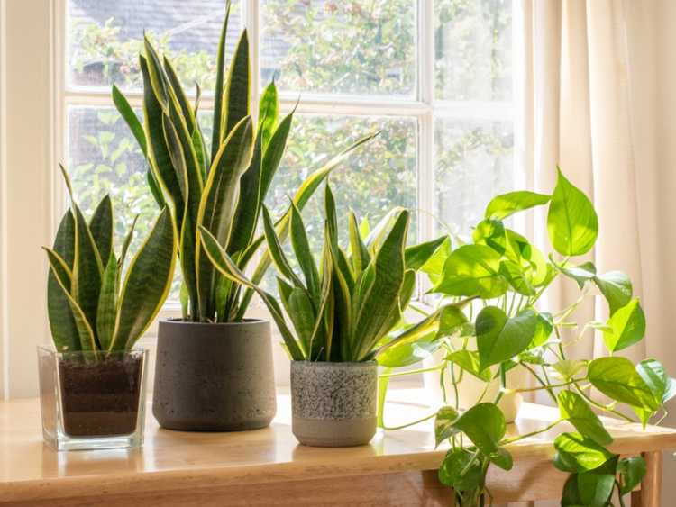 Lire la suite à propos de l’article Fenêtres pour plantes pour faire pousser des plantes à l’intérieur