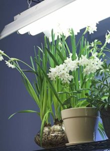 Lire la suite à propos de l’article Lumière fluorescente et plantes : options d'éclairage pour le jardinage intérieur