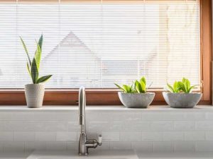 Lire la suite à propos de l’article Comment faire prospérer les plantes d’intérieur – Façons de booster vos plantes d’intérieur