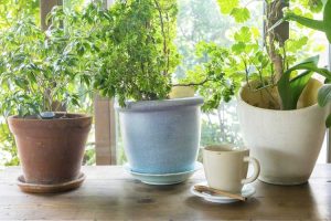 Lire la suite à propos de l’article Entretien des plantes en hiver – Comment garder les plantes en vie pendant l’hiver