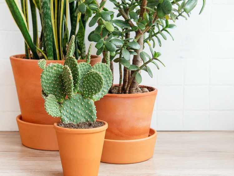 Lire la suite à propos de l’article Meilleures plantes pour une faible humidité : des plantes qui se portent bien dans une faible humidité