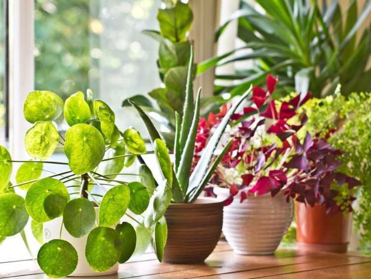 Lire la suite à propos de l’article Ce dont les plantes d'intérieur ont besoin pour vivre : des climats intérieurs pour des plantes d'intérieur saines