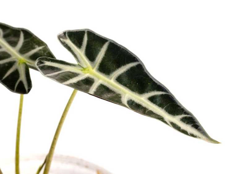 Lire la suite à propos de l’article Belles variétés de plantes d'intérieur noires