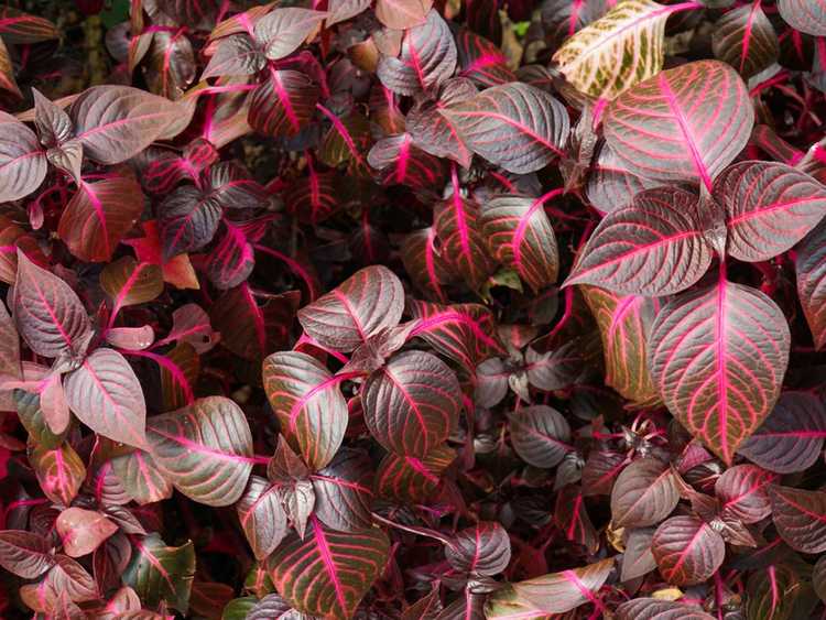 Lire la suite à propos de l’article Entretien des plantes à feuilles de sang : Comment faire pousser une plante à feuilles de sang iresine