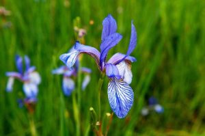 Lire la suite à propos de l’article Entretien de l'iris drapeau : informations sur la culture et l'entretien de l'iris drapeau jaune ou bleu