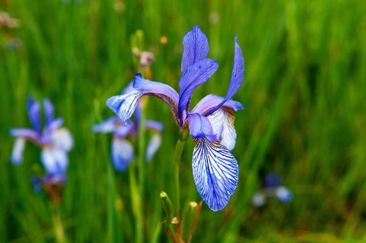 You are currently viewing Entretien de l'iris drapeau : informations sur la culture et l'entretien de l'iris drapeau jaune ou bleu