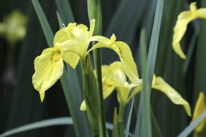 Lire la suite à propos de l’article Contrôle de l'iris à drapeau jaune : comment se débarrasser des plantes d'iris à drapeau jaune