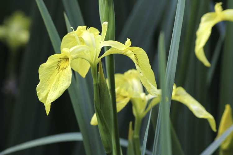 You are currently viewing Contrôle de l'iris à drapeau jaune : comment se débarrasser des plantes d'iris à drapeau jaune