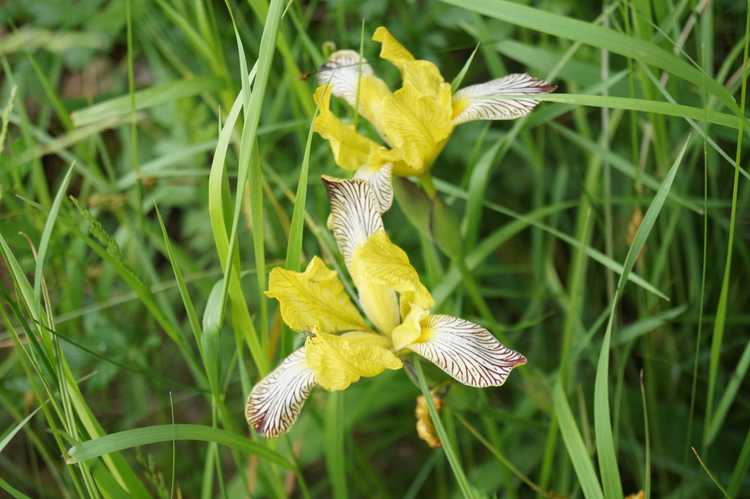 You are currently viewing Plantes d'iris Reichenbachii: en savoir plus sur les informations et les soins de l'iris Reichenbachii