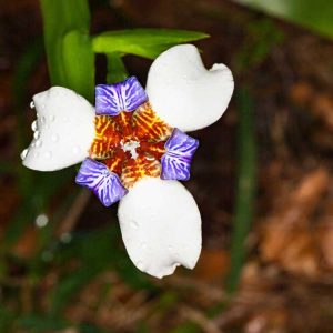 Lire la suite à propos de l’article Cultiver des plantes d'iris ambulants – Conseils pour prendre soin de l'iris Neomarica