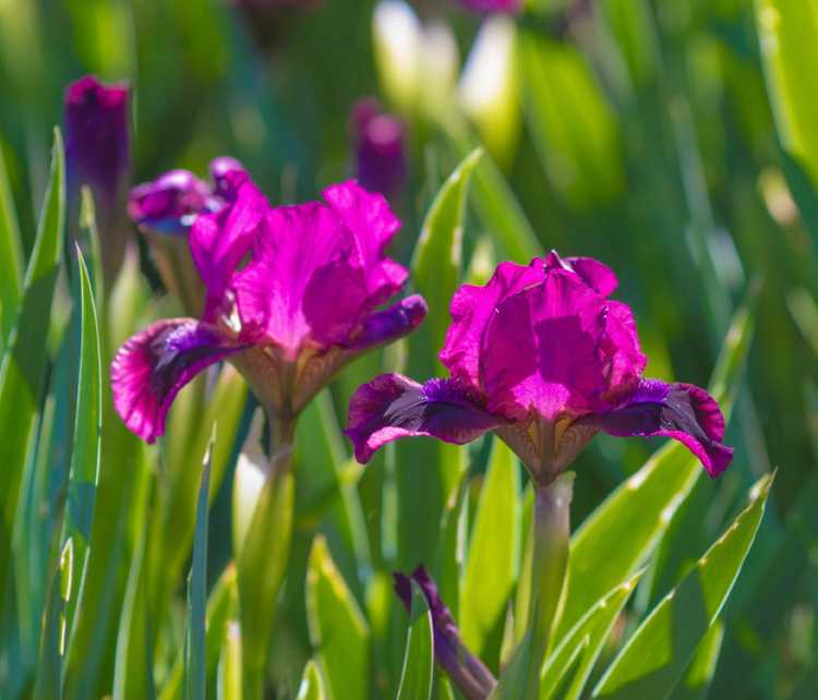 You are currently viewing Entretien de l'iris : informations sur l'entretien des plantes d'iris