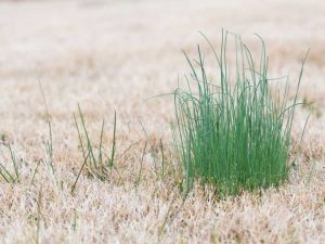 Lire la suite à propos de l’article Tuer les oignons sauvages – Conseils pour se débarrasser des plants d'oignons sauvages