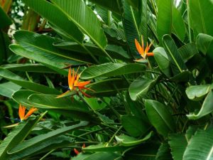 Lire la suite à propos de l’article Pas de fleurs sur Bird Of Paradise: conseils pour obtenir des fleurs d'oiseau de paradis