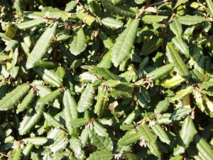Lire la suite à propos de l’article L'olivier épineux est-il envahissant – Apprenez à contrôler les plants d'olivier épineux