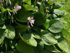 Lire la suite à propos de l’article Exigences de lumière pour les plantes d'ombre : heures maximales d'ensoleillement pour les plantes d'ombre