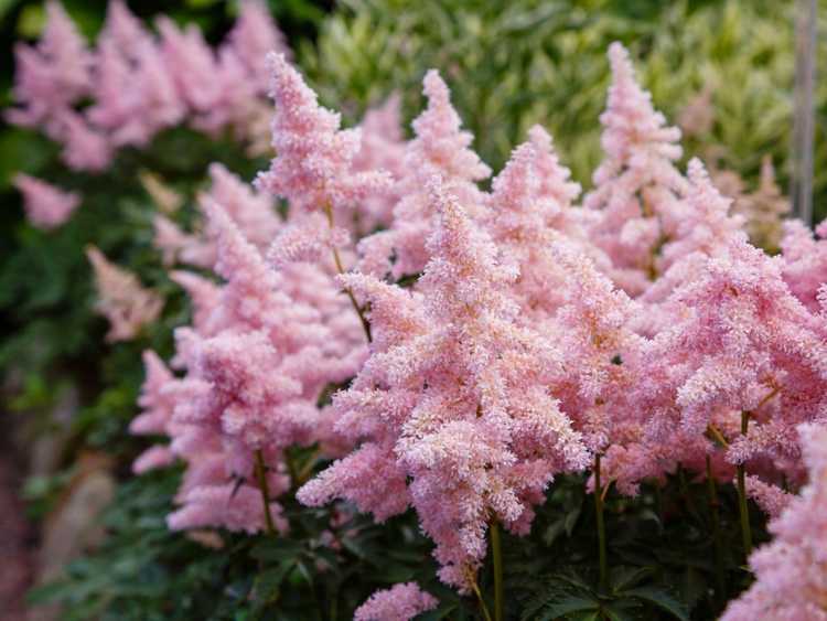 You are currently viewing Plantes d'ombre colorées : ajoutez une touche de couleur à votre jardin d'ombre