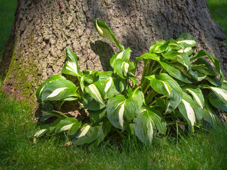 You are currently viewing Plantes d'ombre pour sol acide – Cultiver des plantes dans des jardins d'ombre acide