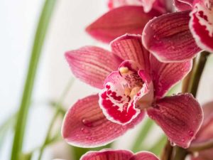 Lire la suite à propos de l’article Cultiver des orchidées Cattleya : prendre soin des plantes d'orchidées Cattleya