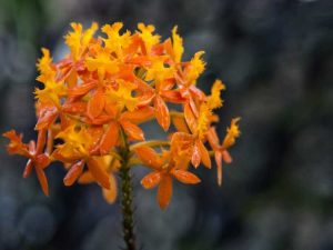 Lire la suite à propos de l’article À propos des plantes d'orchidées Epidendrum: informations sur les soins des orchidées Epidendrum